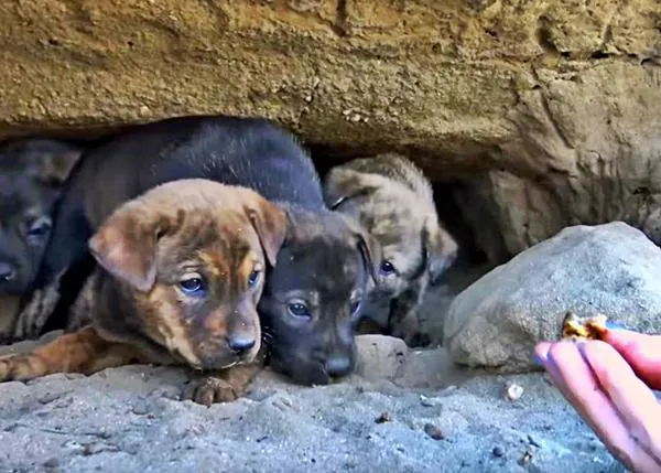 El emocionante rescate de 9 cachorritos que estaban escondidos en una cueva