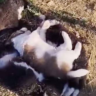 Matan a golpes a seis cachorros dentro de la protectora …