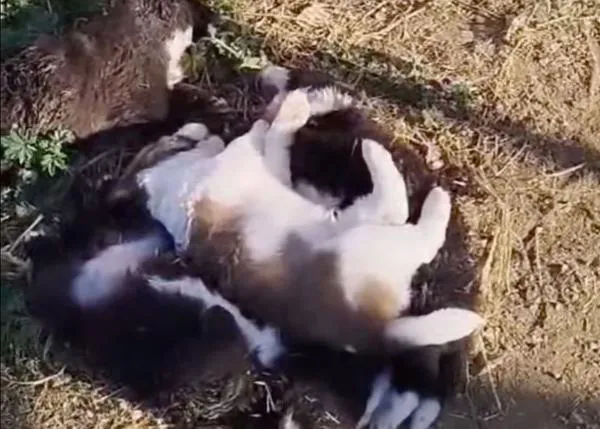 Matan a golpes a seis cachorros dentro de la protectora Volver a Latir, en Higuera la Real