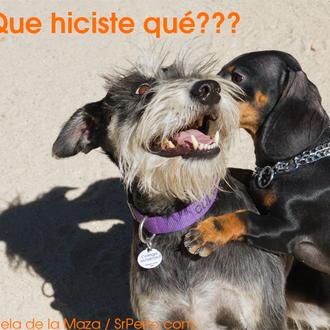 Confesiones perrunas III: fotos de trastadas, travesuras y aventuras caninas