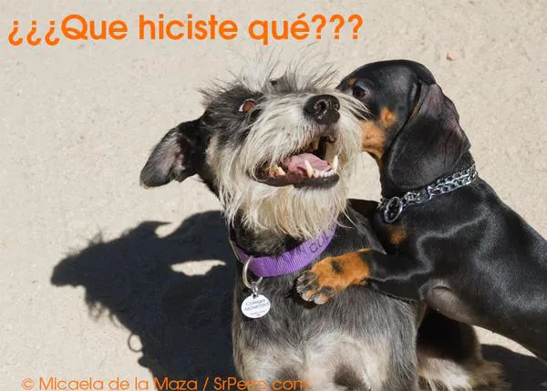 Confesiones perrunas III: fotos de trastadas, travesuras y aventuras caninas