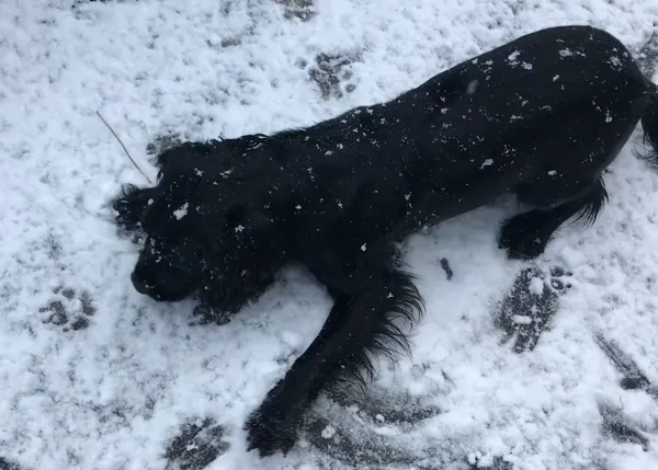 Píldoras de felicidad en estado puro: ese momento en el que un perro descubre la nieve...