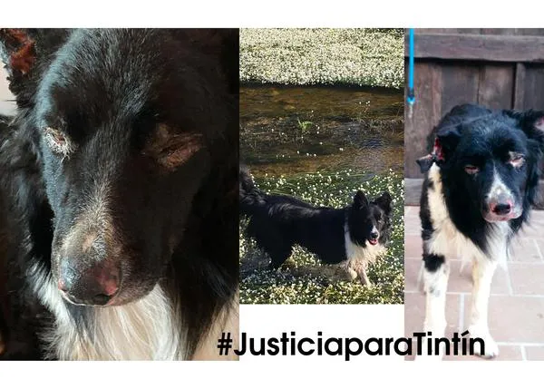 Alguien ha intentado quemar vivo a Tintín, un perro que se perdió en un paseo por Torreiglesias, Segovia #JusticiaParaTintín