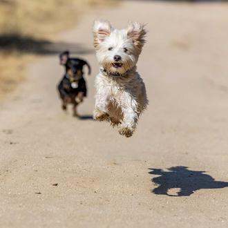 Los perros también pueden mejorar nuestra salud cognitiva y cerebral …