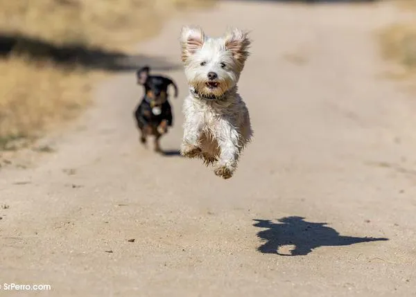 Los perros también pueden mejorar nuestra salud cognitiva y cerebral, reduciendo el deterioro en personas mayores