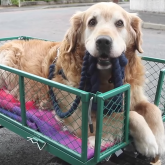 Los paseos felices en carrito de un Golden mayor con …