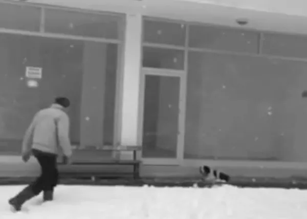 Una lección de humanidad, un acto de bondad hacia un perro captado por una cámara de seguridad