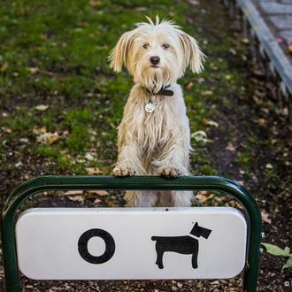 La diferencia entre llevar al perro al trabajo y no …