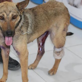 La única protectora de animales de Gaza trata de ayudar …