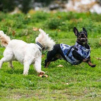 Los perros de 2020, porque en un año repleto de …