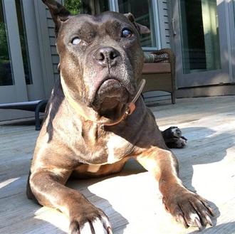 El efecto inmediato de las lentillas en una Pit Bull …