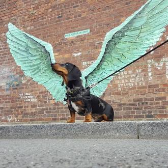 (Algunos) de los mejores retratos de perros en instagram en …