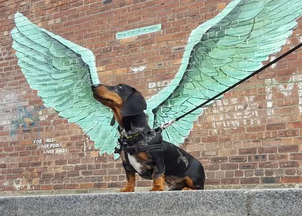 (Algunos) de los mejores retratos de perros en instagram en 2018
