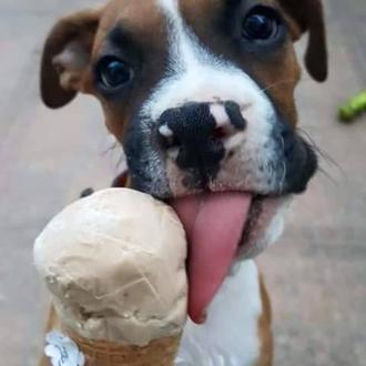 HelaDOGs: perros felices y fresquitos & helados y polos que podrías …