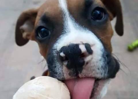 HelaDOGs: perros felices y fresquitos & helados y polos que podrías compartir con tu can