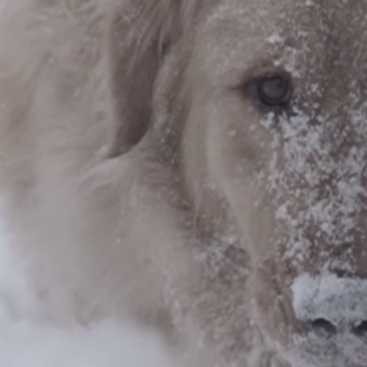 Terapia perruna anti estrés: un golden + música clásica + nieve = 100 …
