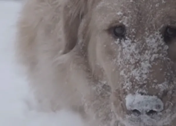 Terapia perruna anti estrés: un golden + música clásica + nieve = 100% efectividad