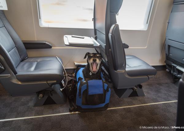 documental compañero Cilios Viajar en tren con perro en España: las normas de RENFE