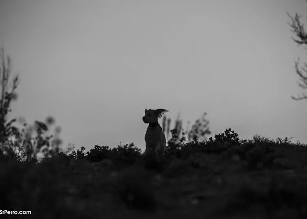El Reino Unido da un paso clave hacia un nuevo marco legal para proteger a los animales, a todos los animales