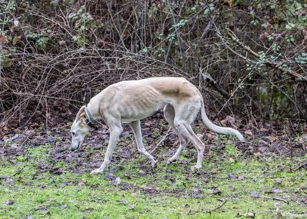 El director de la DG Derechos de los Animales se compromete a que los perros de caza no queden aún más desprotegidos