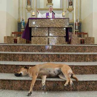 Un sacerdote brasileño rescata a perros callejeros y los 