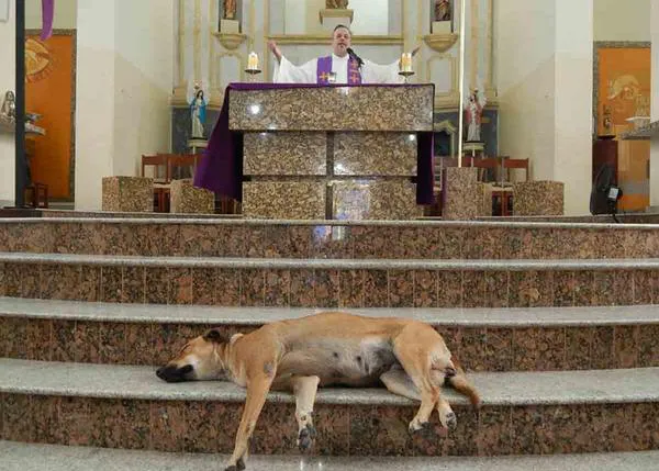 Un sacerdote brasileño rescata a perros callejeros y los 