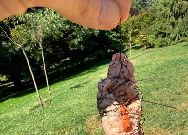 Alertan sobre la presencia de cebos de carne con alfileres en el Parque del Oeste de Madrid