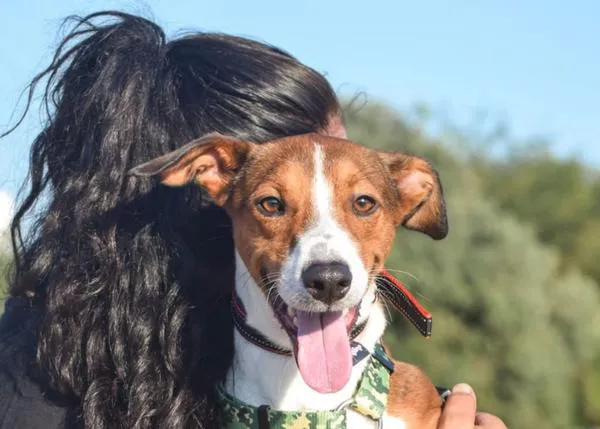 Valencia estaría a punto de dar el servicio de recogida y cuidado de animales abandonados a una empresa acusada de maltrato