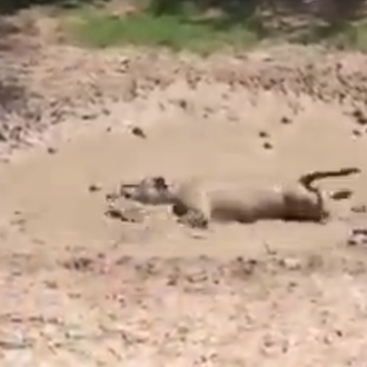 Esos momentos de felicidad perruna absoluta... la atracción fatal del …