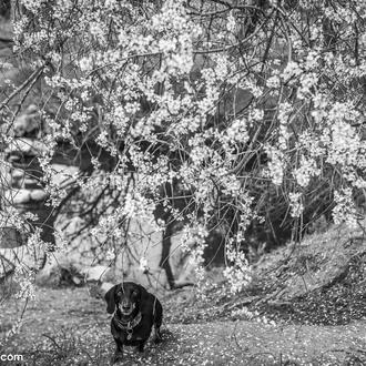 Los perros y los gatos contribuyen a ralentizar el deterioro …