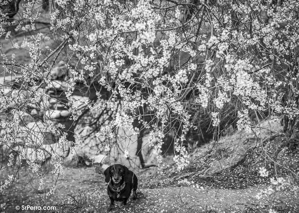 Los perros y los gatos contribuyen a ralentizar el deterioro cognitivo en las personas mayores
