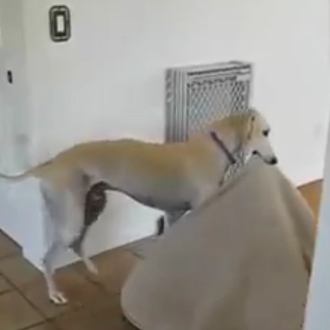 Un galgo muy listo anuncia la llegada del buen tiempo …