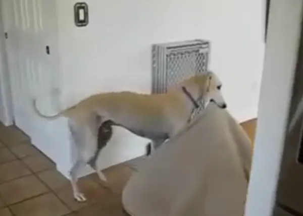 Un galgo muy listo anuncia la llegada del buen tiempo a su casa