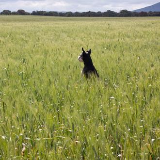El horóscopo perruno de SrPerro