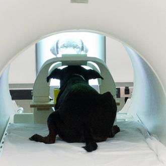 El cerebro de los perros tiene la capacidad innata para …