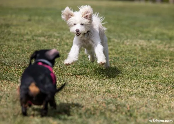 Adopta con responsabilidad: el duro golpe de las devoluciones de perros a las protectoras
