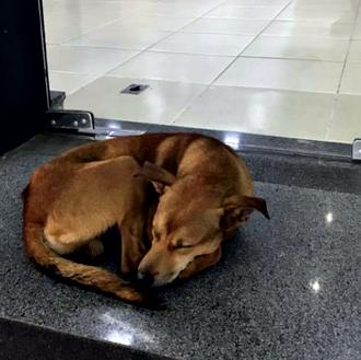 La historia (real) del perro callejero que robó un libro …