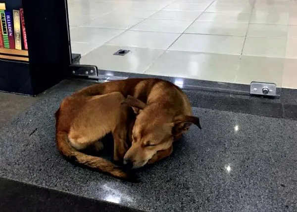 La historia (real) del perro callejero que robó un libro sobre el abandono y así cambió su destino