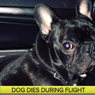 Un cachorro muere en un vuelo al ser obligado a …