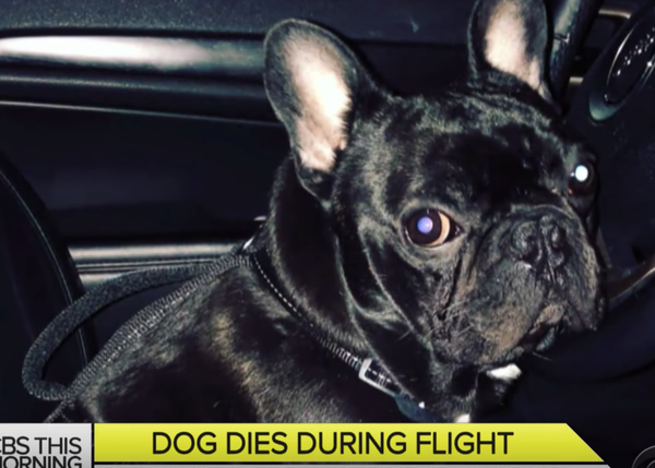 Un cachorro muere en un vuelo al ser obligado a ir en el compartimento del equipaje de mano