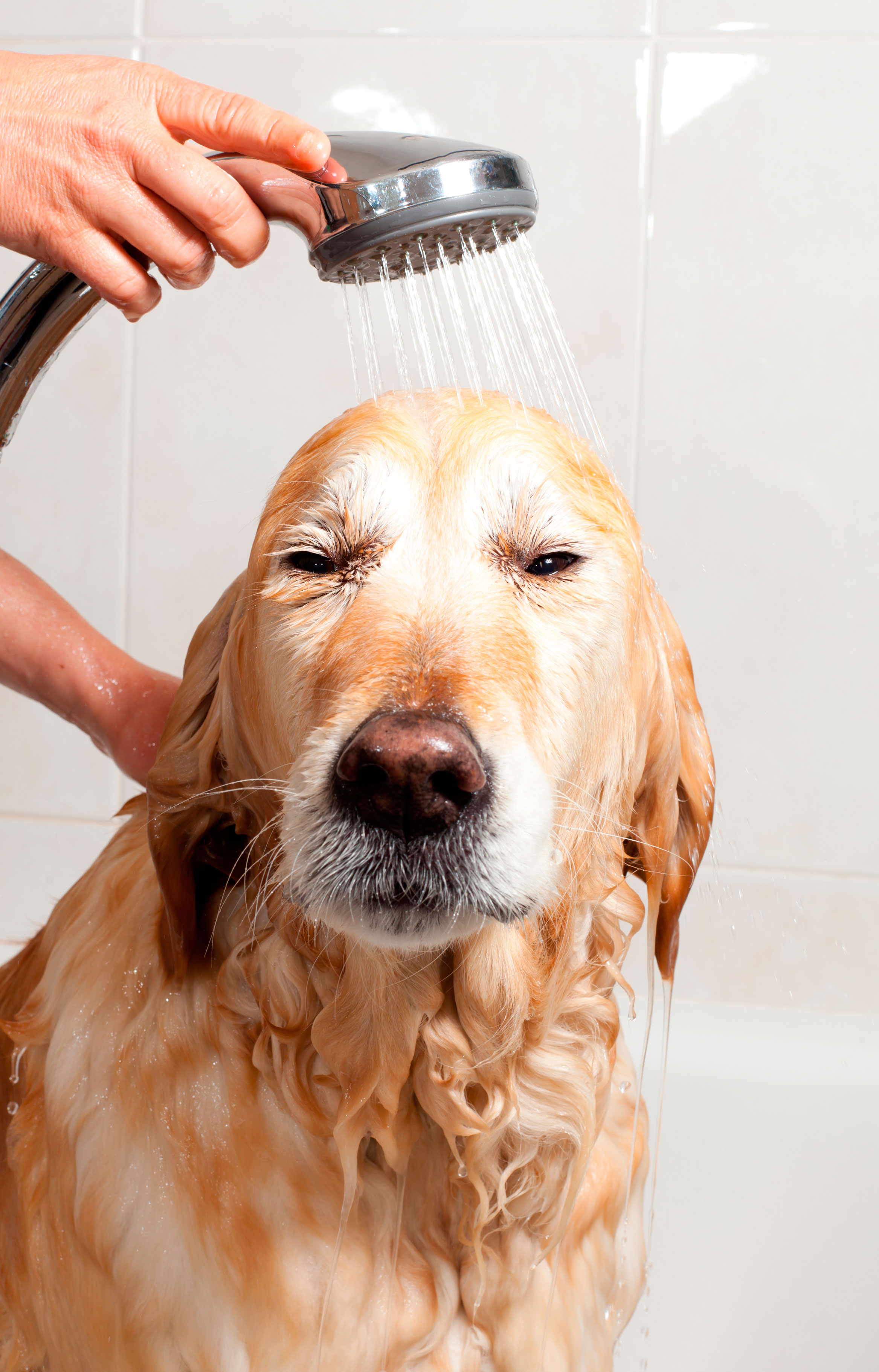 El momento del baño de tu perro algunos consejos útiles
