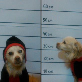 Os presentamos a los perros 