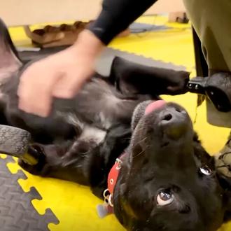 El perro con patas de titanio, el perro que ayuda …