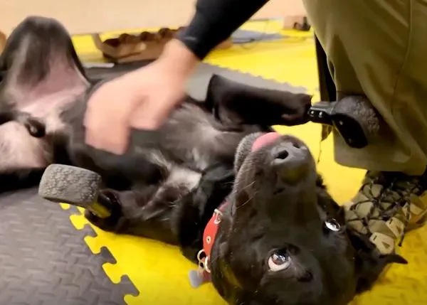 El perro con patas de titanio, el perro que ayuda emocionalmente a veteranos de la Guerra de Ucrania en un centro de rehabilitación
