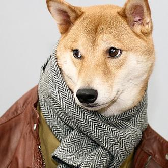 El perro más estiloso de Nueva York en acción: la …