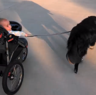 Esas niñeras perruno-humanas... o el comienzo de una gran amistad