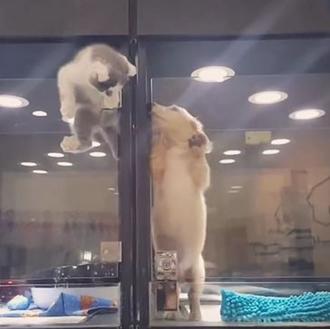 Un gatito tras una vitrina escapa para estar con un …