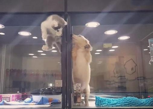 Un gatito tras una vitrina escapa para estar con un cachorro: un vídeo presuntamente adorable y realmente triste