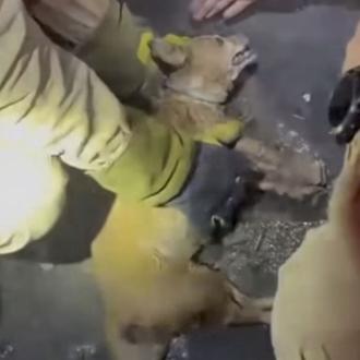 Perros y gatos evacuados con sus familias y rescates de …