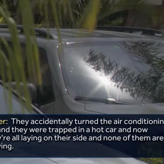 Cuatro perros mueren por un golpe de calor tras pasar …